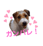 ジャックラッセルいつも可愛いてっちゃん（個別スタンプ：9）