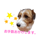 ジャックラッセルいつも可愛いてっちゃん（個別スタンプ：10）
