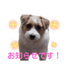 ジャックラッセルいつも可愛いてっちゃん（個別スタンプ：11）