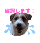 ジャックラッセルいつも可愛いてっちゃん（個別スタンプ：16）