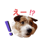 ジャックラッセルいつも可愛いてっちゃん（個別スタンプ：17）