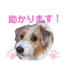 ジャックラッセルいつも可愛いてっちゃん（個別スタンプ：18）