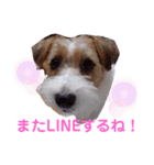 ジャックラッセルいつも可愛いてっちゃん（個別スタンプ：22）