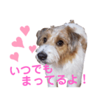 ジャックラッセルいつも可愛いてっちゃん（個別スタンプ：23）