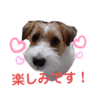 ジャックラッセルいつも可愛いてっちゃん（個別スタンプ：24）