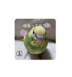 泉家のひと言（個別スタンプ：11）