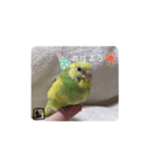 泉家のひと言（個別スタンプ：12）