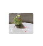 泉家のひと言（個別スタンプ：15）