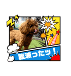 うちの愛犬(しえる)スタンプ（個別スタンプ：1）