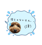 うちの愛犬(しえる)スタンプ（個別スタンプ：3）