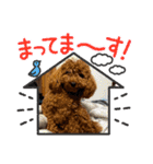 うちの愛犬(しえる)スタンプ（個別スタンプ：6）