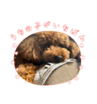 うちの愛犬(しえる)スタンプ（個別スタンプ：8）