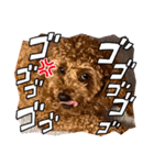 うちの愛犬(しえる)スタンプ（個別スタンプ：11）