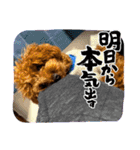 うちの愛犬(しえる)スタンプ（個別スタンプ：15）