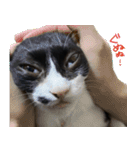ハチワレ虎太郎と黒猫朔丸の日常会話（個別スタンプ：1）