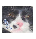 ハチワレ虎太郎と黒猫朔丸の日常会話（個別スタンプ：4）