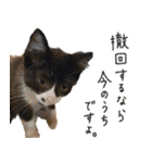 ハチワレ虎太郎と黒猫朔丸の日常会話（個別スタンプ：5）