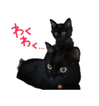 ハチワレ虎太郎と黒猫朔丸の日常会話（個別スタンプ：6）