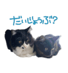 ハチワレ虎太郎と黒猫朔丸の日常会話（個別スタンプ：7）