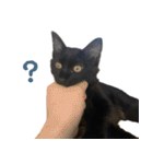 ハチワレ虎太郎と黒猫朔丸の日常会話（個別スタンプ：8）