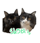 ハチワレ虎太郎と黒猫朔丸の日常会話（個別スタンプ：9）