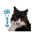 ハチワレ虎太郎と黒猫朔丸の日常会話（個別スタンプ：11）