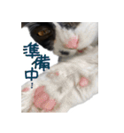 ハチワレ虎太郎と黒猫朔丸の日常会話（個別スタンプ：12）