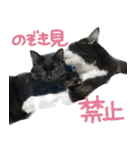 ハチワレ虎太郎と黒猫朔丸の日常会話（個別スタンプ：13）