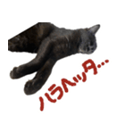 ハチワレ虎太郎と黒猫朔丸の日常会話（個別スタンプ：14）
