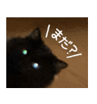 ハチワレ虎太郎と黒猫朔丸の日常会話（個別スタンプ：15）