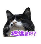 ハチワレ虎太郎と黒猫朔丸の日常会話（個別スタンプ：18）