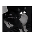 ハチワレ虎太郎と黒猫朔丸の日常会話（個別スタンプ：19）