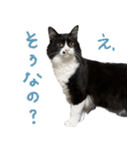 ハチワレ虎太郎と黒猫朔丸の日常会話（個別スタンプ：20）