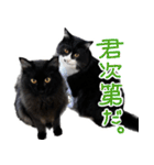 ハチワレ虎太郎と黒猫朔丸の日常会話（個別スタンプ：21）