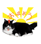 ハチワレ虎太郎と黒猫朔丸の日常会話（個別スタンプ：25）