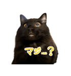 ハチワレ虎太郎と黒猫朔丸の日常会話（個別スタンプ：27）