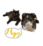 ハチワレ虎太郎と黒猫朔丸の日常会話（個別スタンプ：30）
