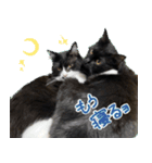 ハチワレ虎太郎と黒猫朔丸の日常会話（個別スタンプ：31）