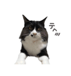 ハチワレ虎太郎と黒猫朔丸の日常会話（個別スタンプ：32）