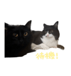ハチワレ虎太郎と黒猫朔丸の日常会話（個別スタンプ：33）