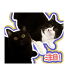 ハチワレ虎太郎と黒猫朔丸の日常会話（個別スタンプ：34）