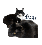 ハチワレ虎太郎と黒猫朔丸の日常会話（個別スタンプ：35）
