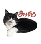 ハチワレ虎太郎と黒猫朔丸の日常会話（個別スタンプ：36）