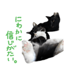 ハチワレ虎太郎と黒猫朔丸の日常会話（個別スタンプ：37）
