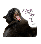 ハチワレ虎太郎と黒猫朔丸の日常会話（個別スタンプ：38）