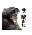 ハチワレ虎太郎と黒猫朔丸の日常会話（個別スタンプ：39）