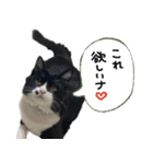 ハチワレ虎太郎と黒猫朔丸の日常会話（個別スタンプ：40）