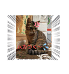 はるぴっぴ 時々ねこ（個別スタンプ：3）