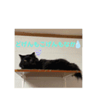 はるぴっぴ 時々ねこ（個別スタンプ：7）