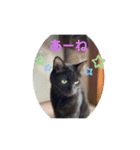 はるぴっぴ 時々ねこ（個別スタンプ：9）
